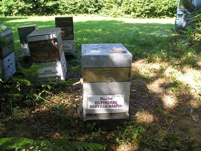 La ruche Euphorbe reveille-matin