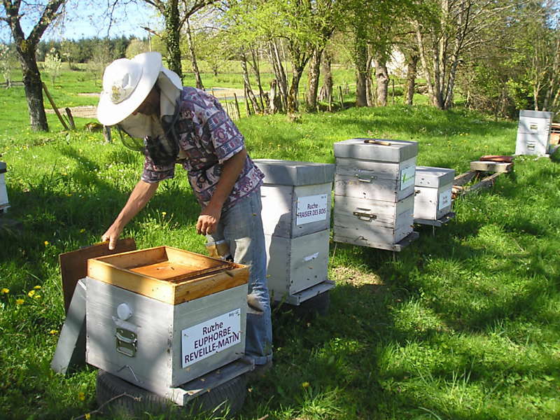 La ruche Euphorbe reveille-matin