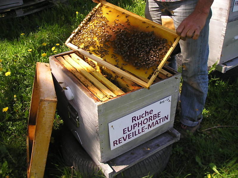La ruche Euphorbe reveille-matin