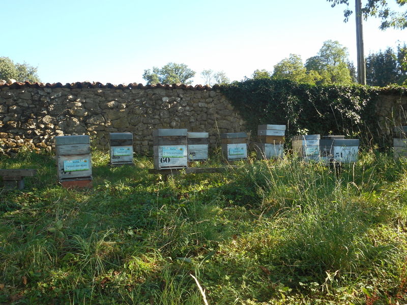 La ruche Euphorbe reveille-matin