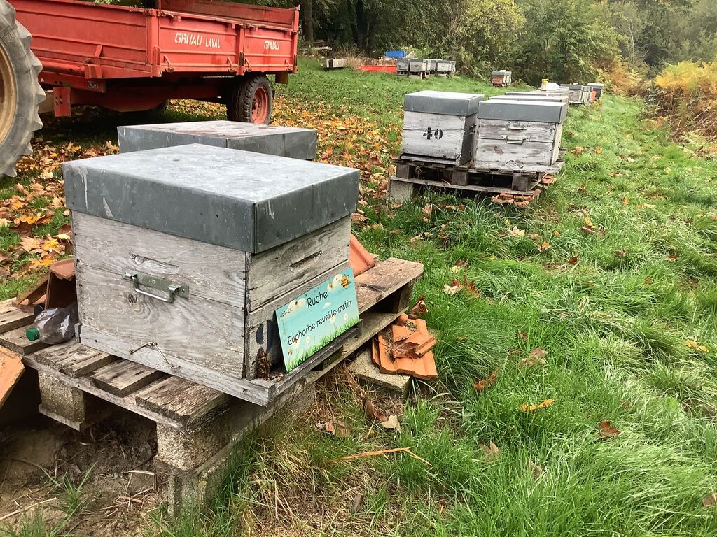 La ruche Euphorbe reveille-matin