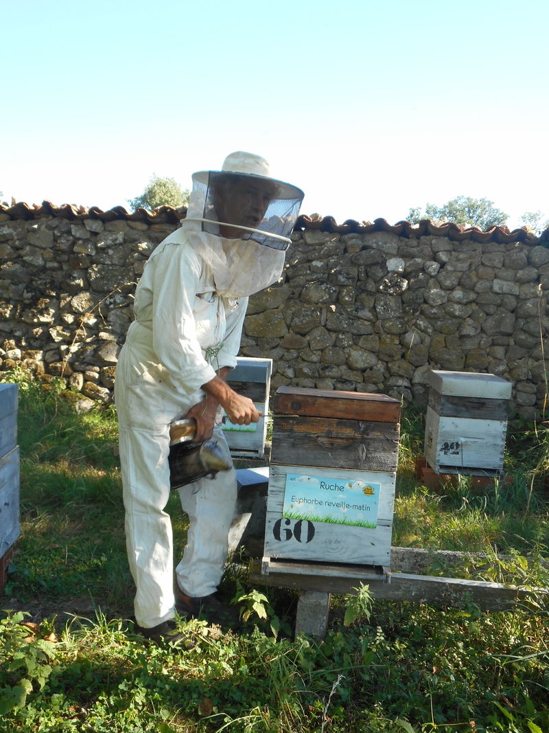 La ruche Euphorbe reveille-matin
