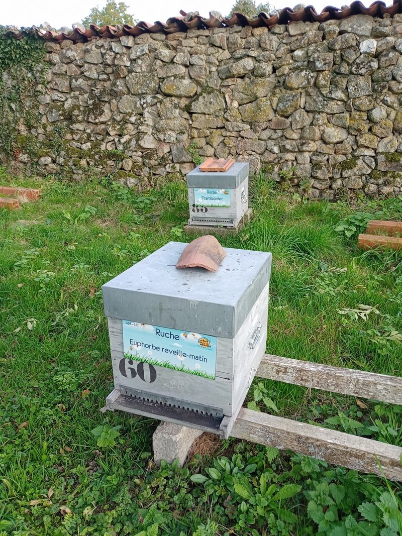 La ruche Euphorbe reveille-matin