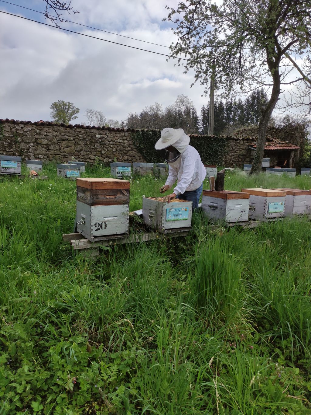 La ruche Euphorbe reveille-matin