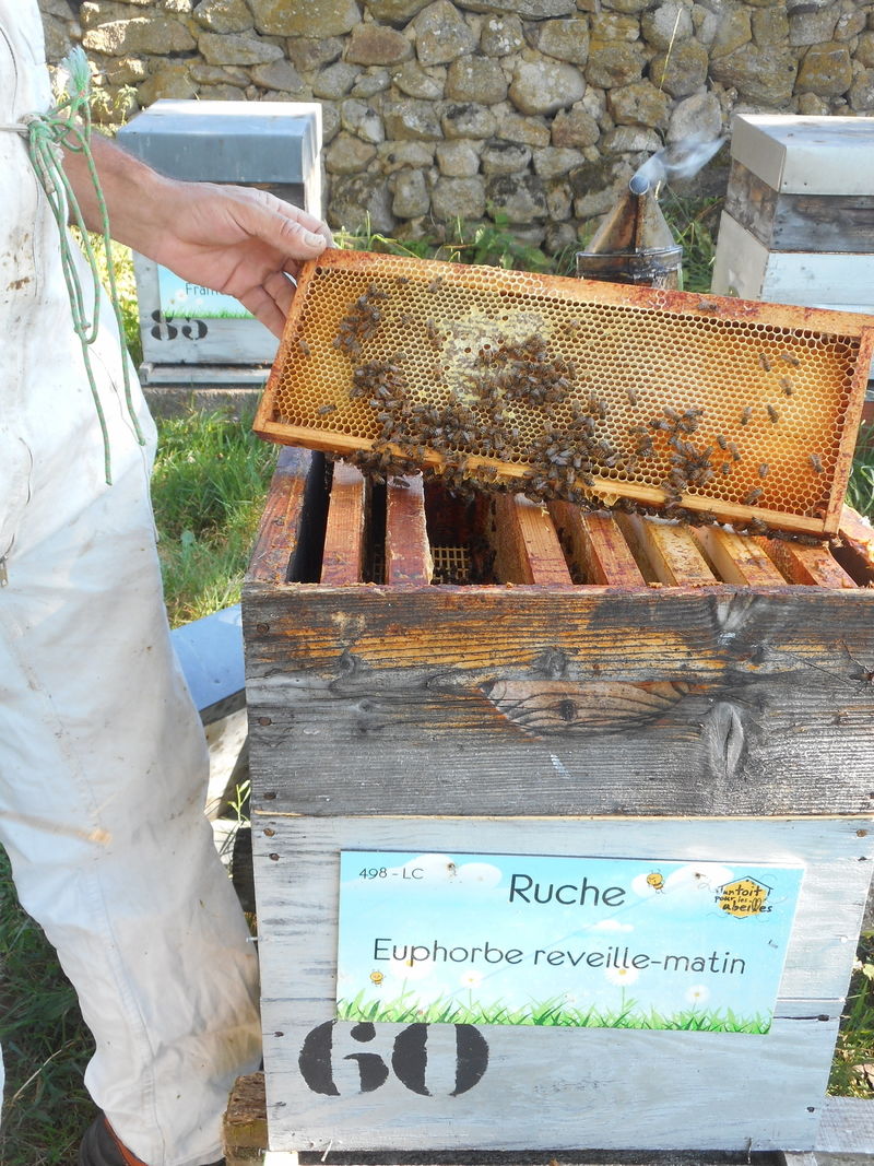 La ruche Euphorbe reveille-matin