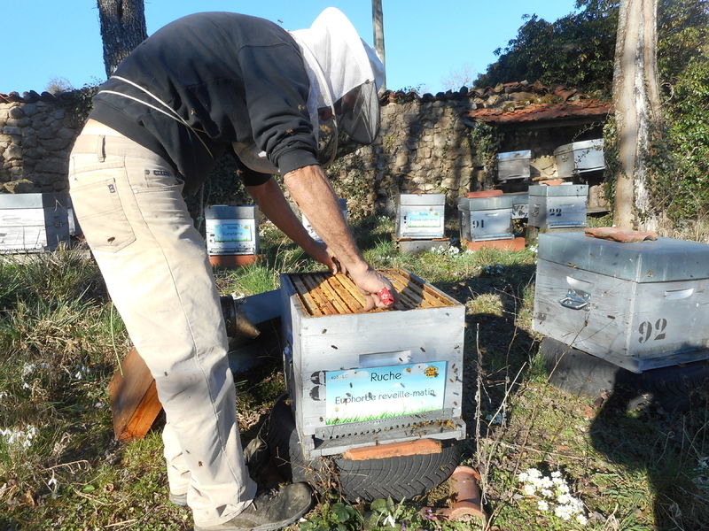 La ruche Euphorbe reveille-matin