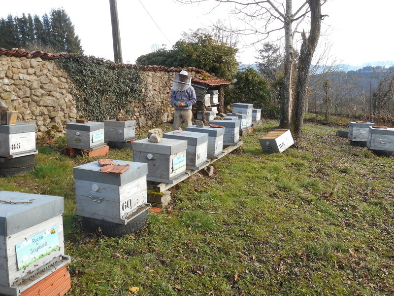 La ruche Euphorbe reveille-matin