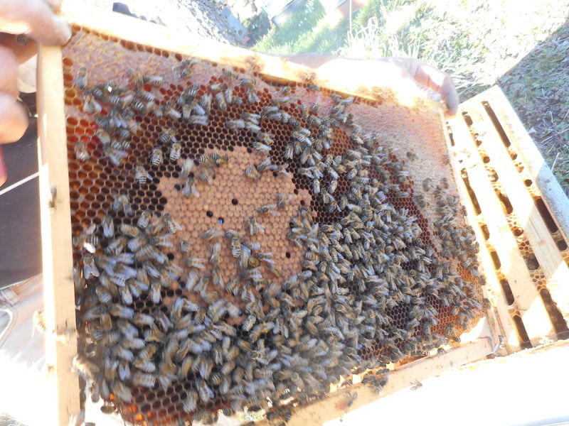 La ruche Euphorbe reveille-matin