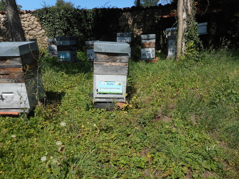 La ruche Euphorbe reveille-matin