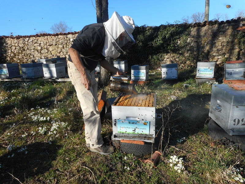 La ruche Euphorbe reveille-matin