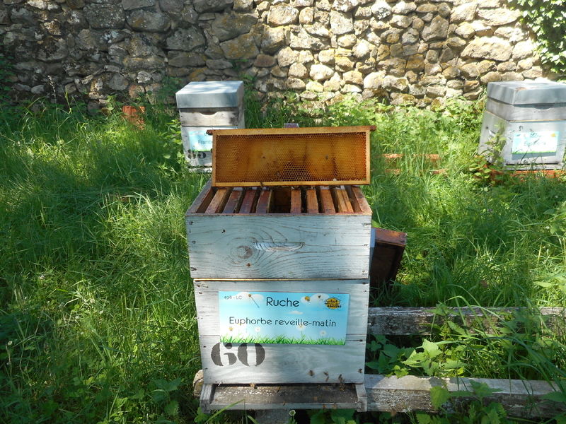 La ruche Euphorbe reveille-matin