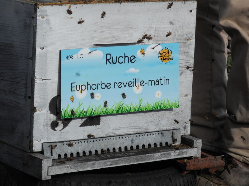 La ruche Euphorbe reveille-matin