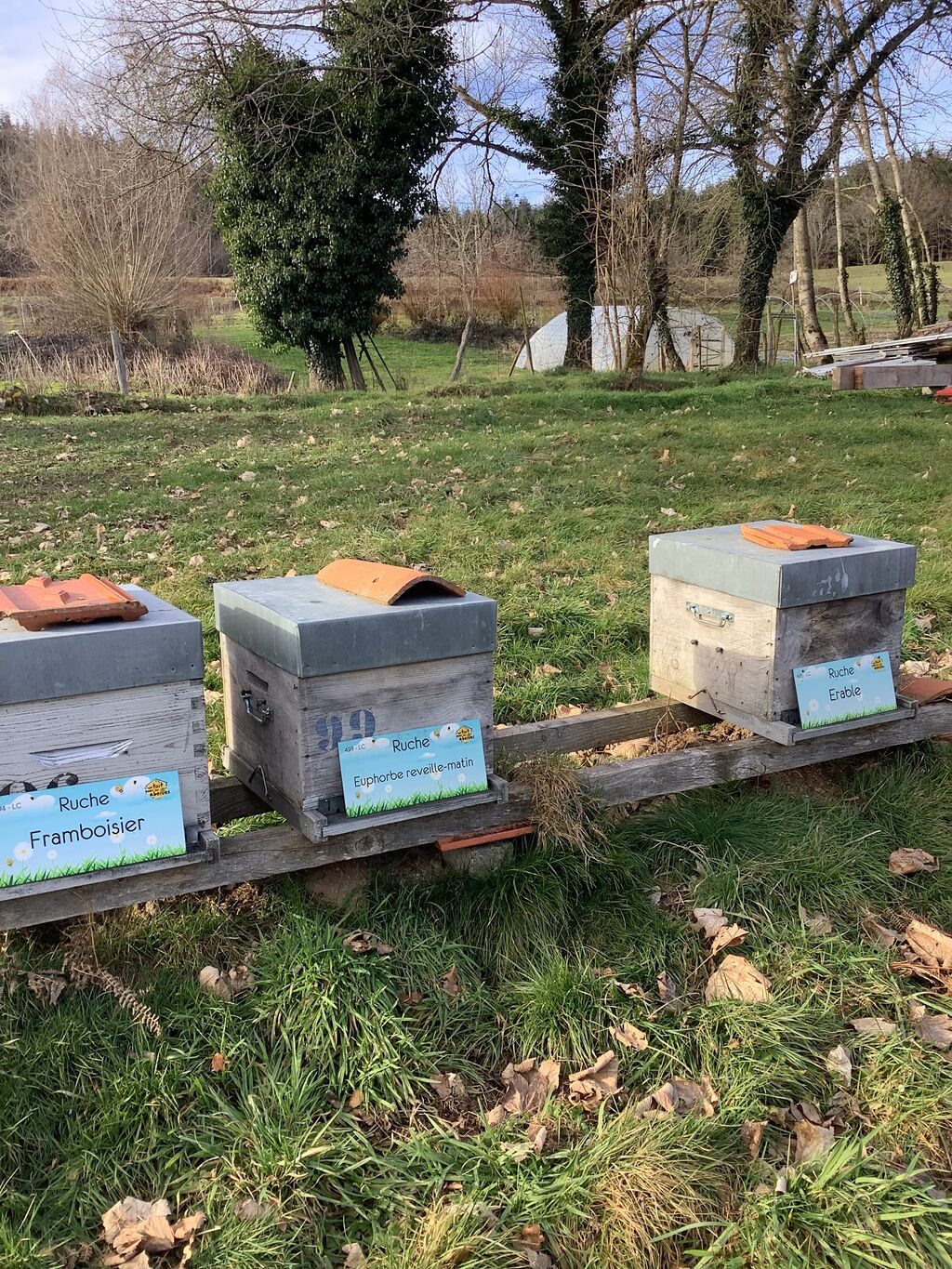 La ruche Euphorbe reveille-matin