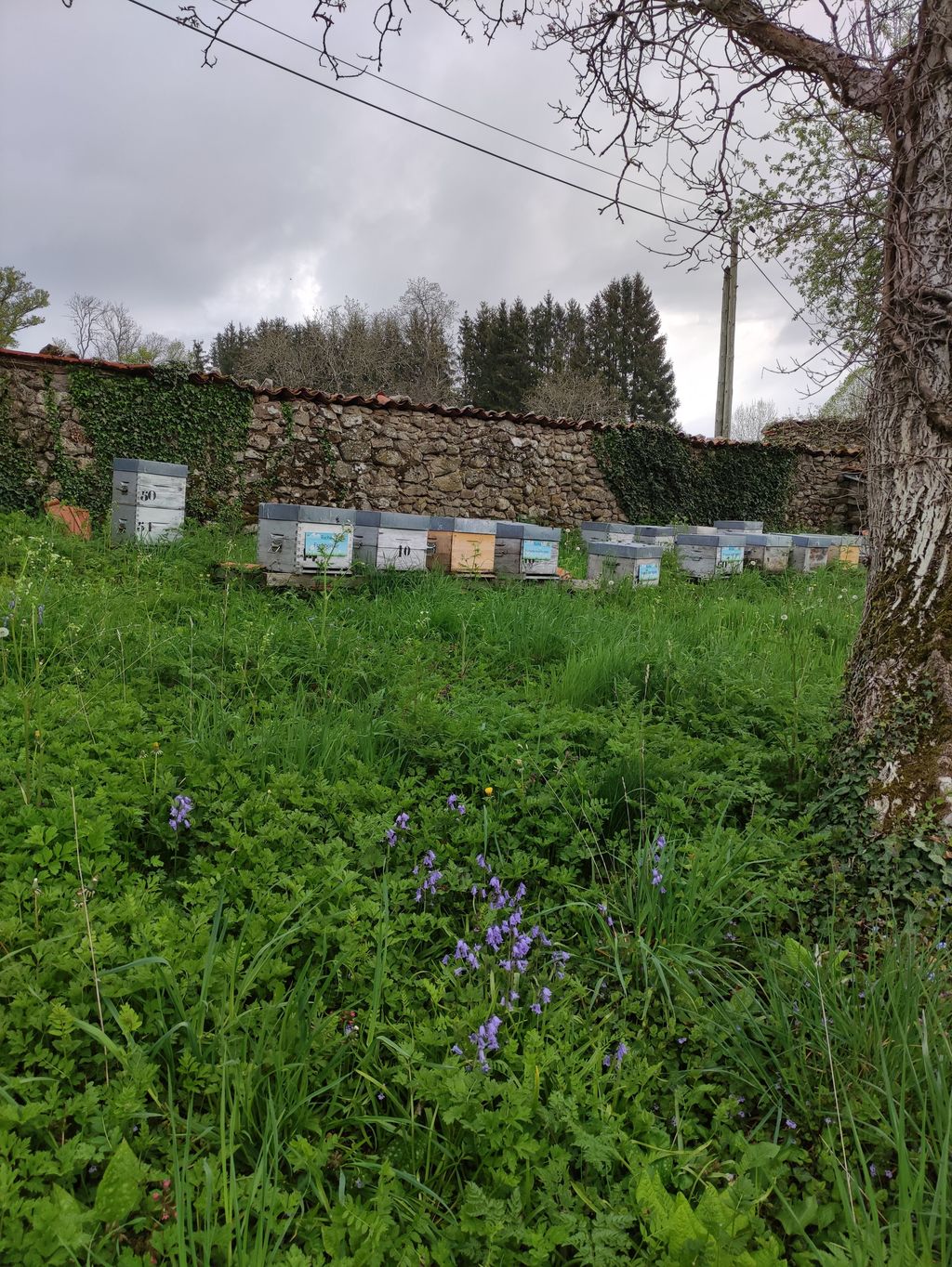 La ruche Euphorbe reveille-matin