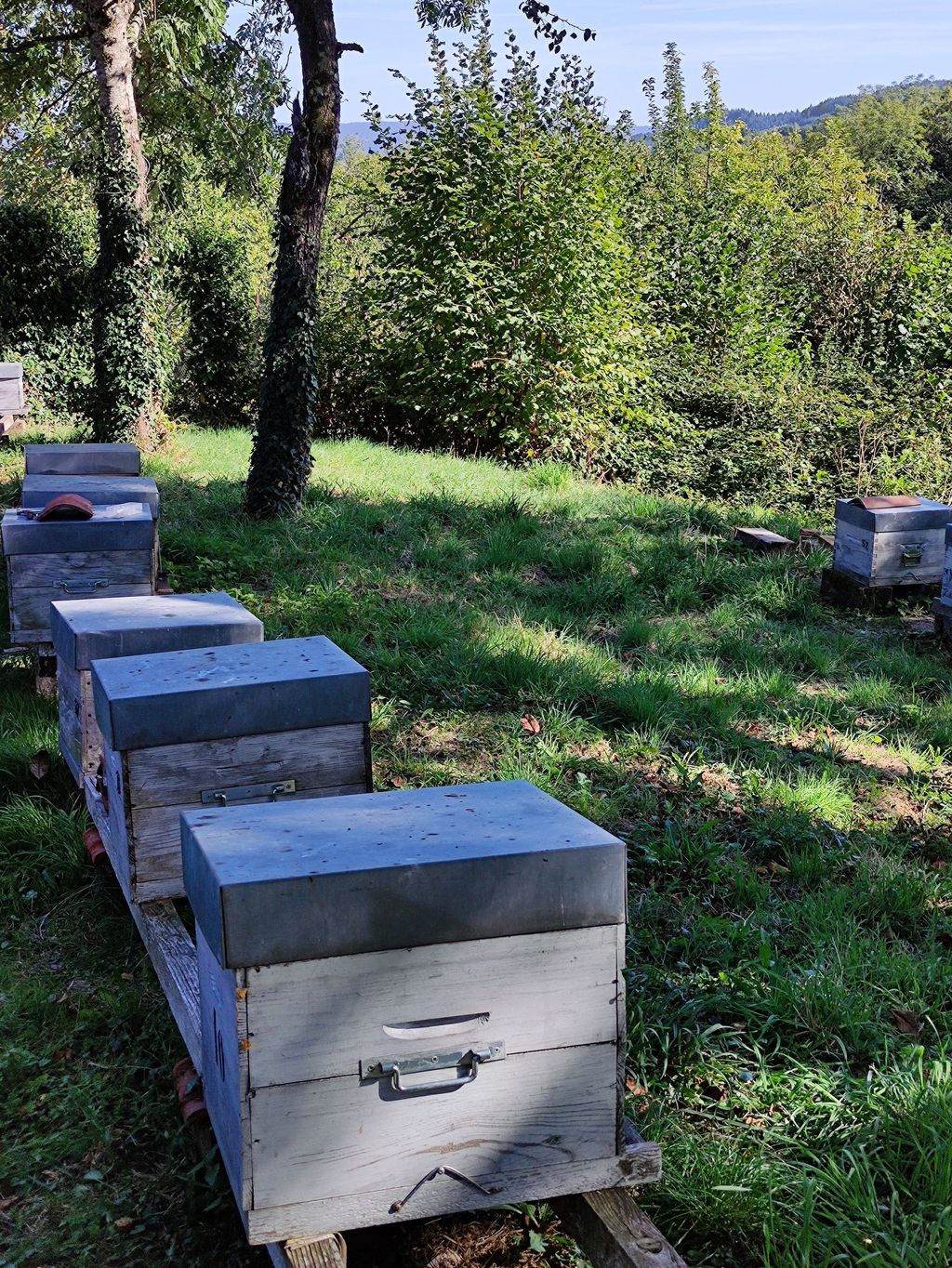 La ruche Euphorbe reveille-matin