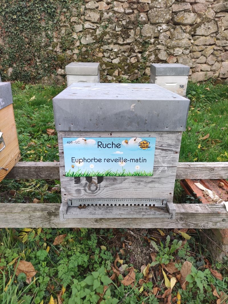 La ruche Euphorbe reveille-matin