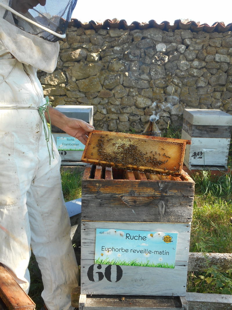 La ruche Euphorbe reveille-matin