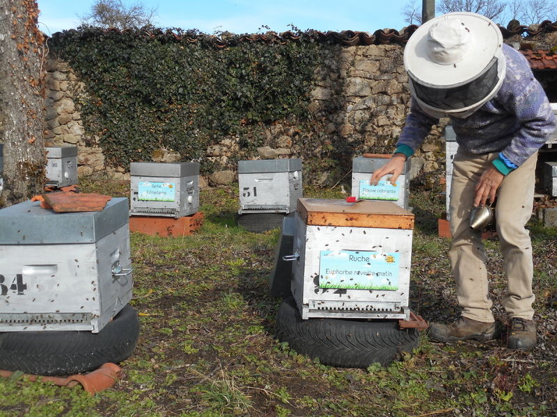 La ruche Euphorbe reveille-matin