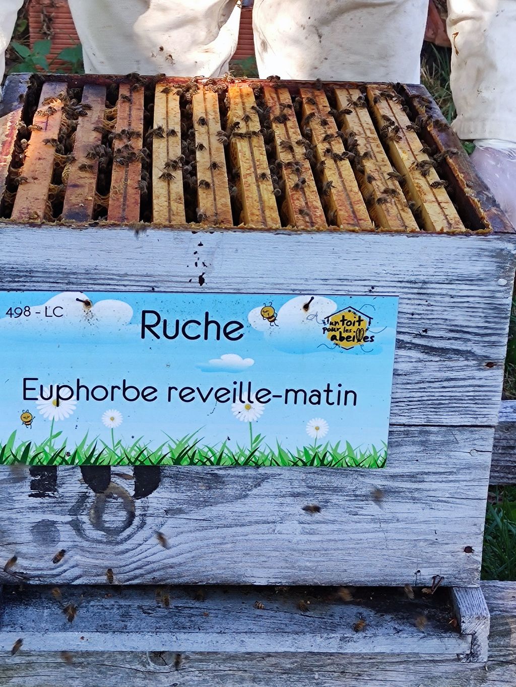 La ruche Euphorbe reveille-matin