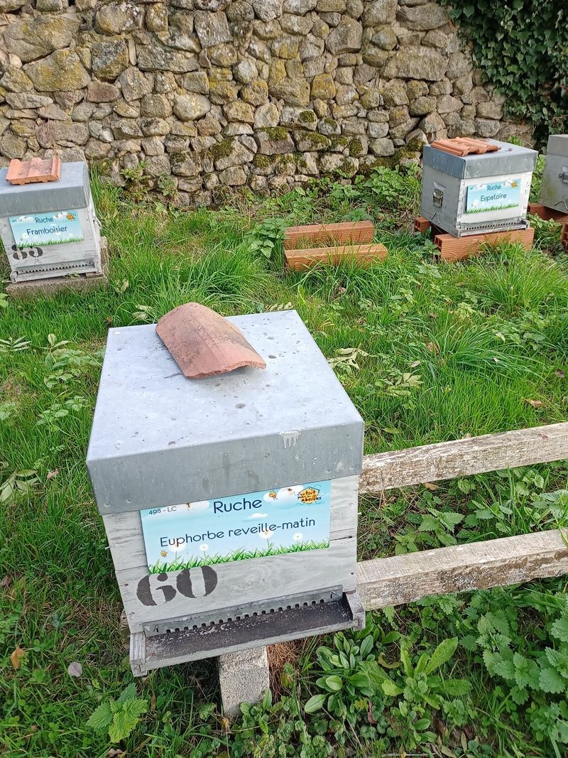 La ruche Euphorbe reveille-matin