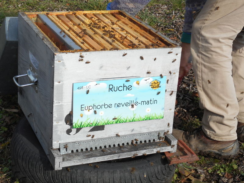 La ruche Euphorbe reveille-matin