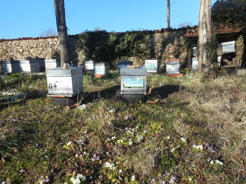 La ruche Euphorbe reveille-matin