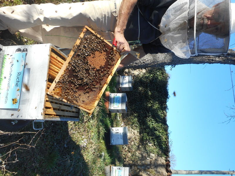 La ruche Euphorbe reveille-matin