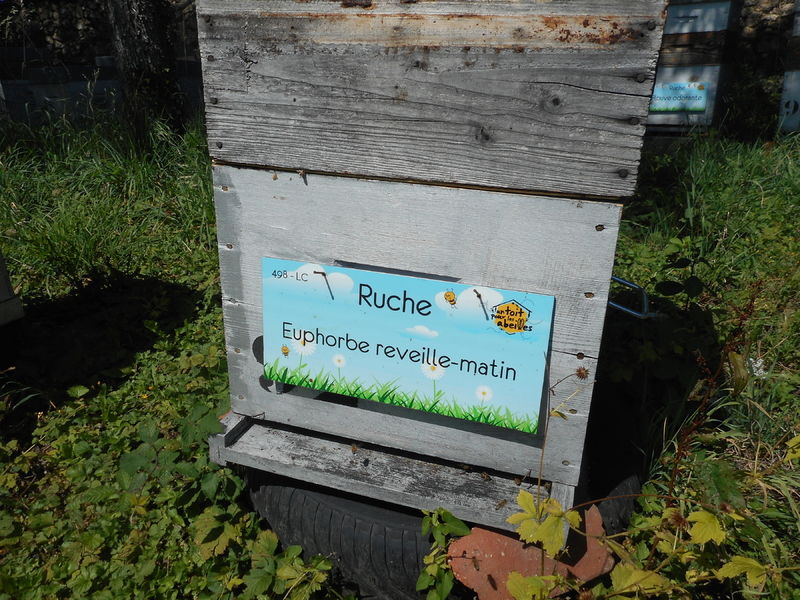 La ruche Euphorbe reveille-matin