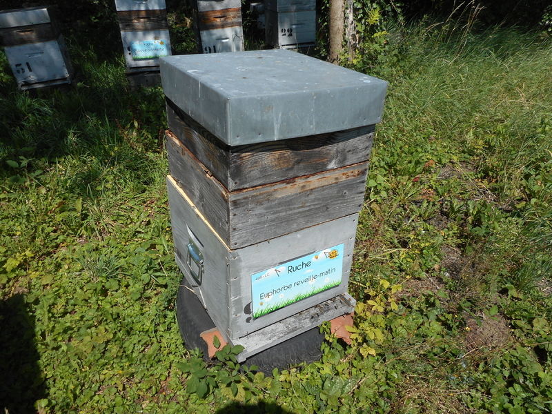 La ruche Euphorbe reveille-matin