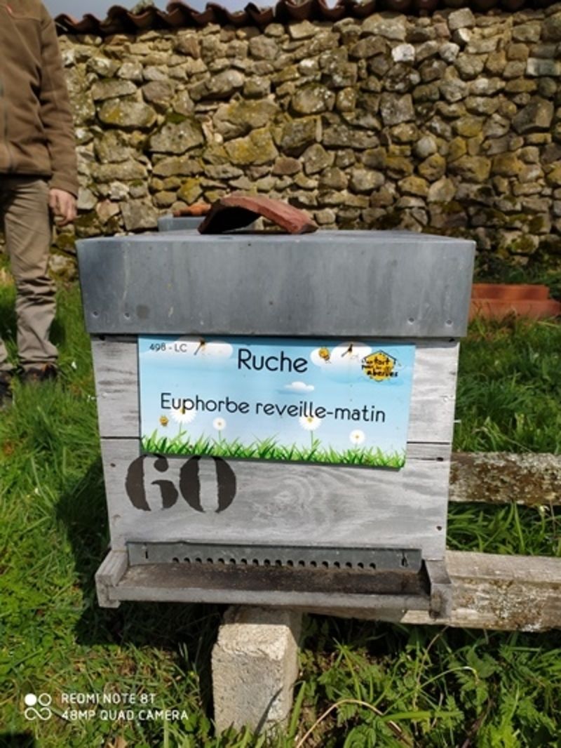 La ruche Euphorbe reveille-matin