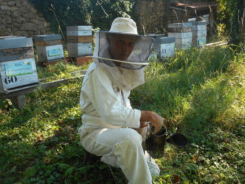 La ruche Euphorbe reveille-matin