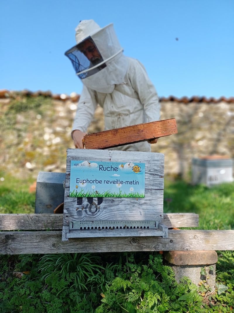 La ruche Euphorbe reveille-matin