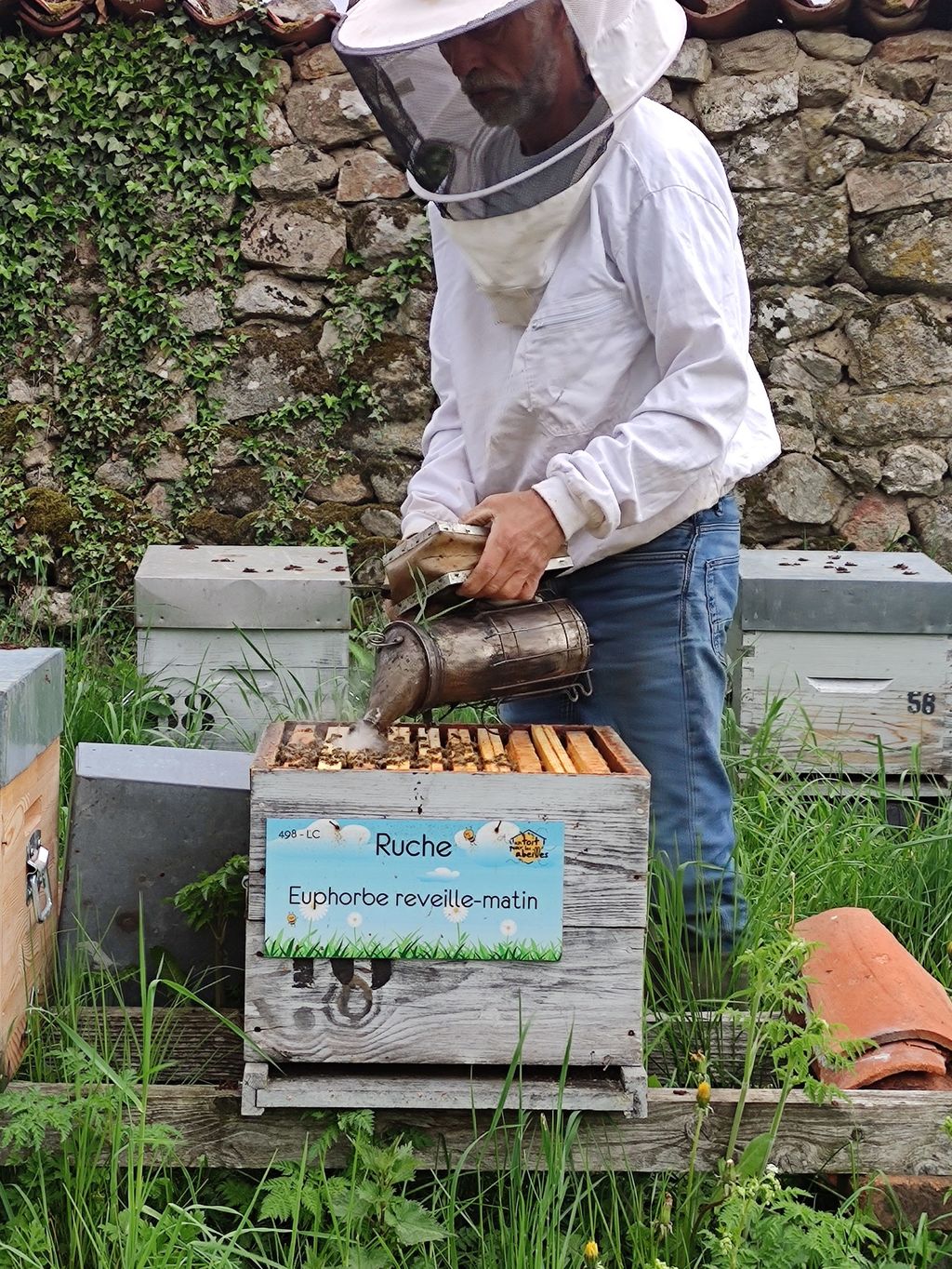 La ruche Euphorbe reveille-matin