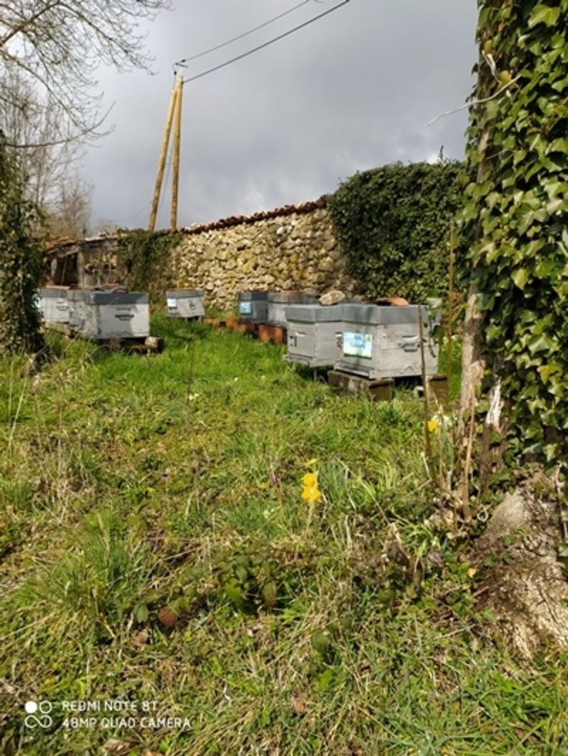 La ruche Euphorbe reveille-matin