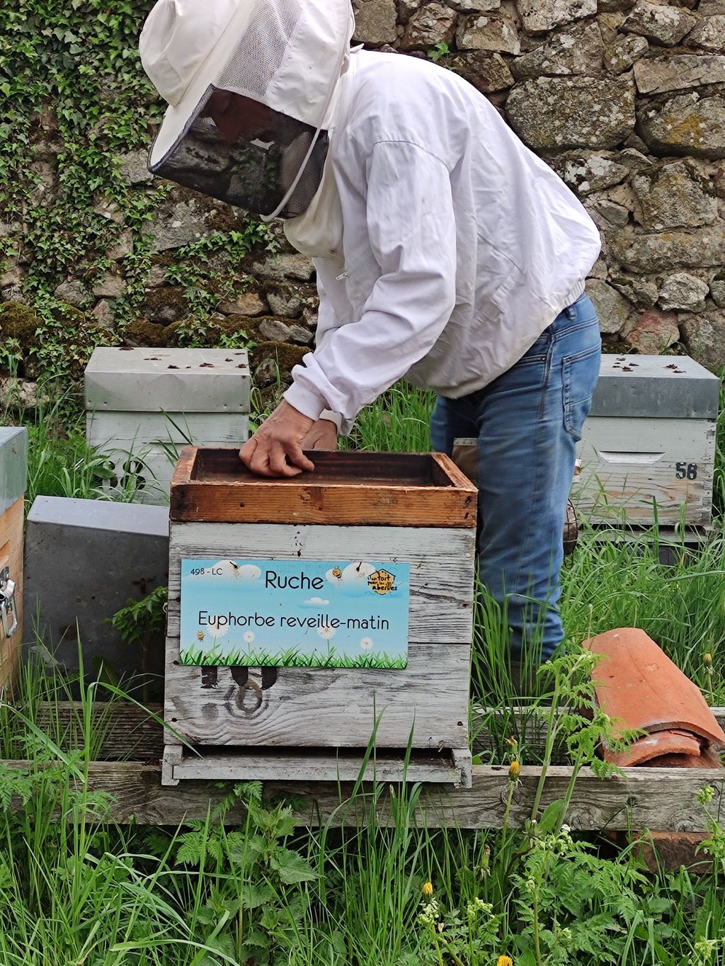 La ruche Euphorbe reveille-matin