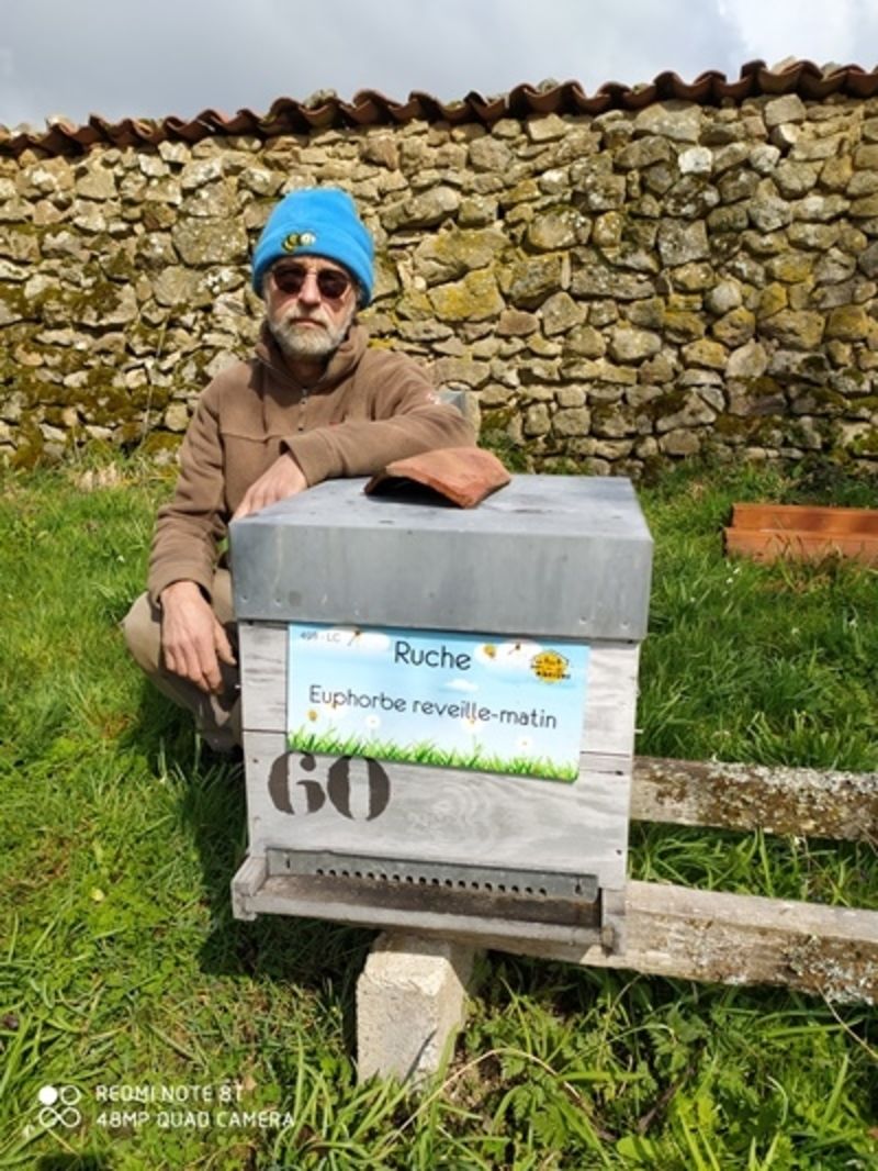 La ruche Euphorbe reveille-matin