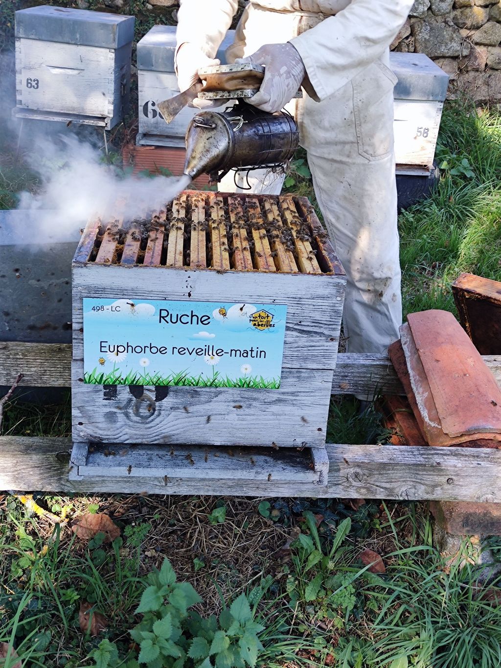 La ruche Euphorbe reveille-matin