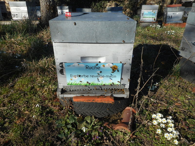 La ruche Euphorbe reveille-matin