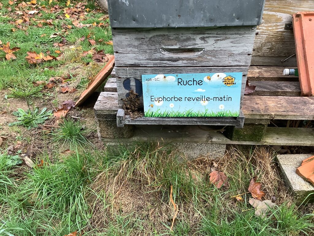 La ruche Euphorbe reveille-matin