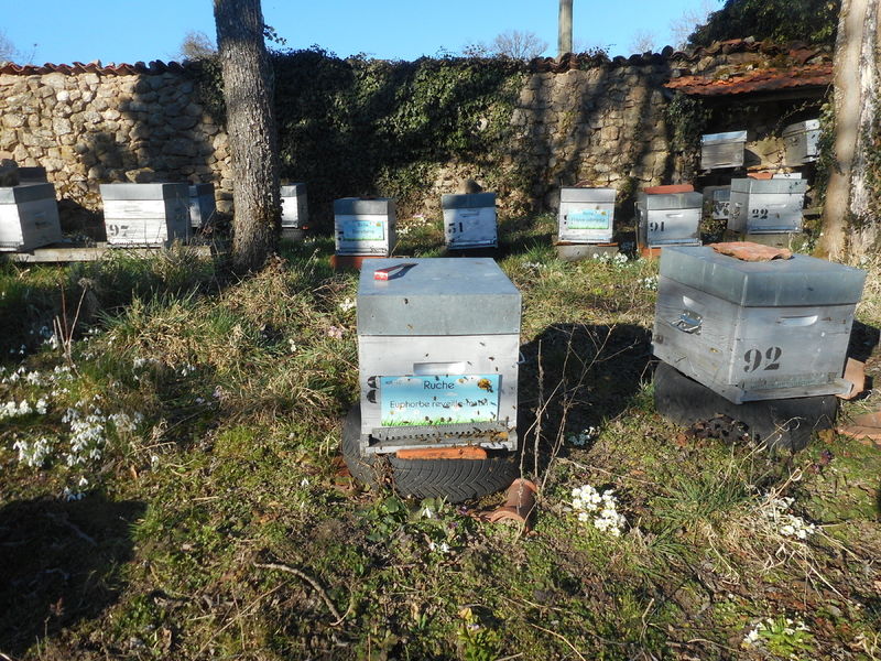 La ruche Euphorbe reveille-matin