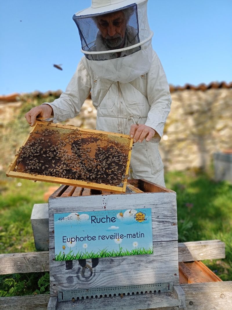 La ruche Euphorbe reveille-matin