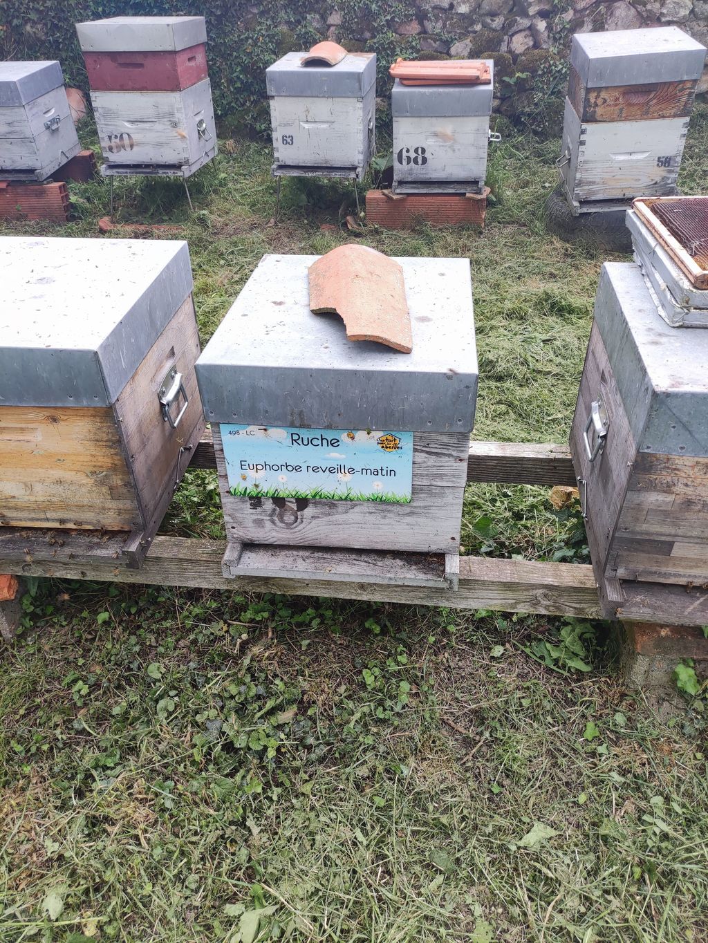 La ruche Euphorbe reveille-matin