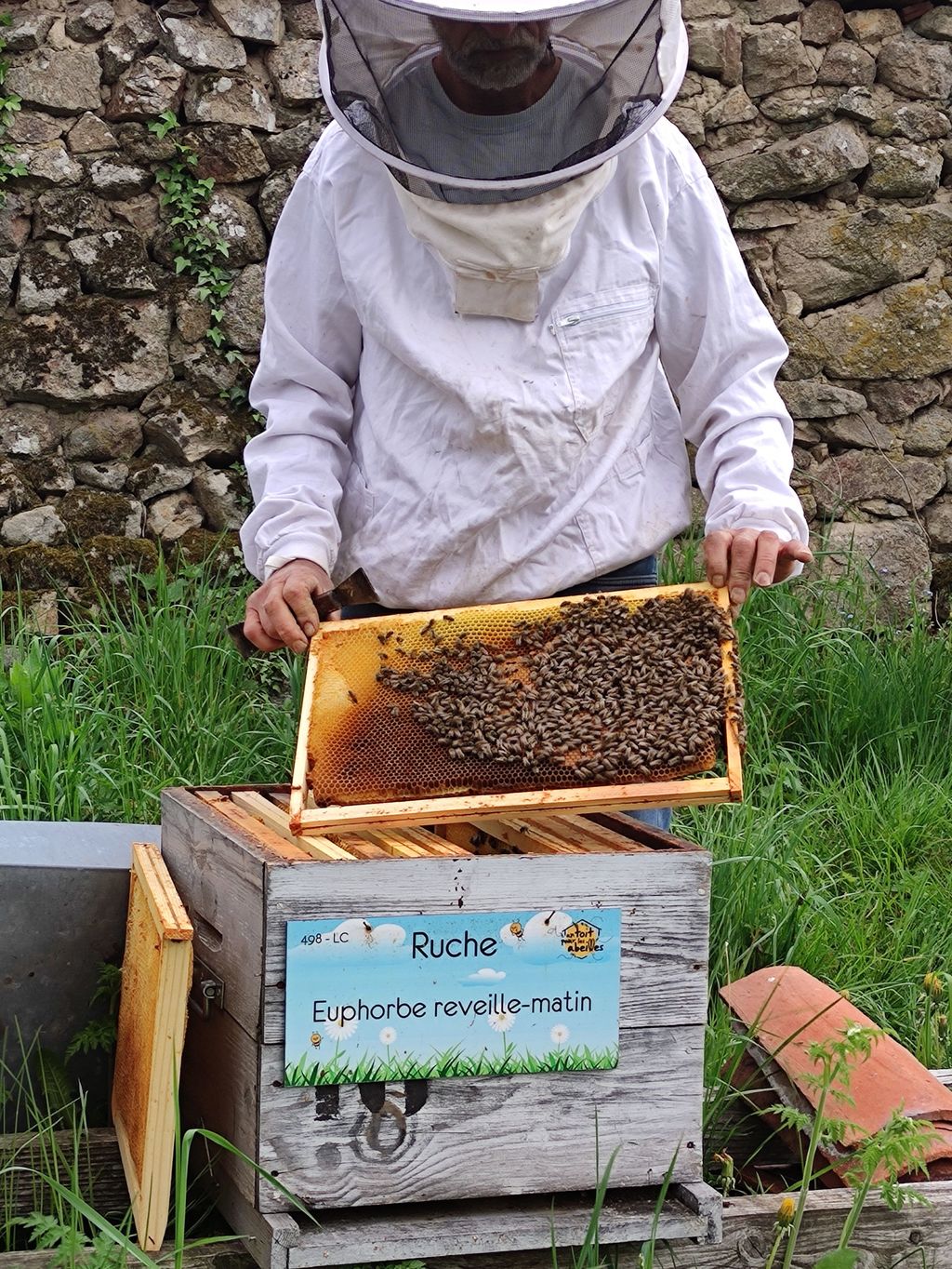 La ruche Euphorbe reveille-matin
