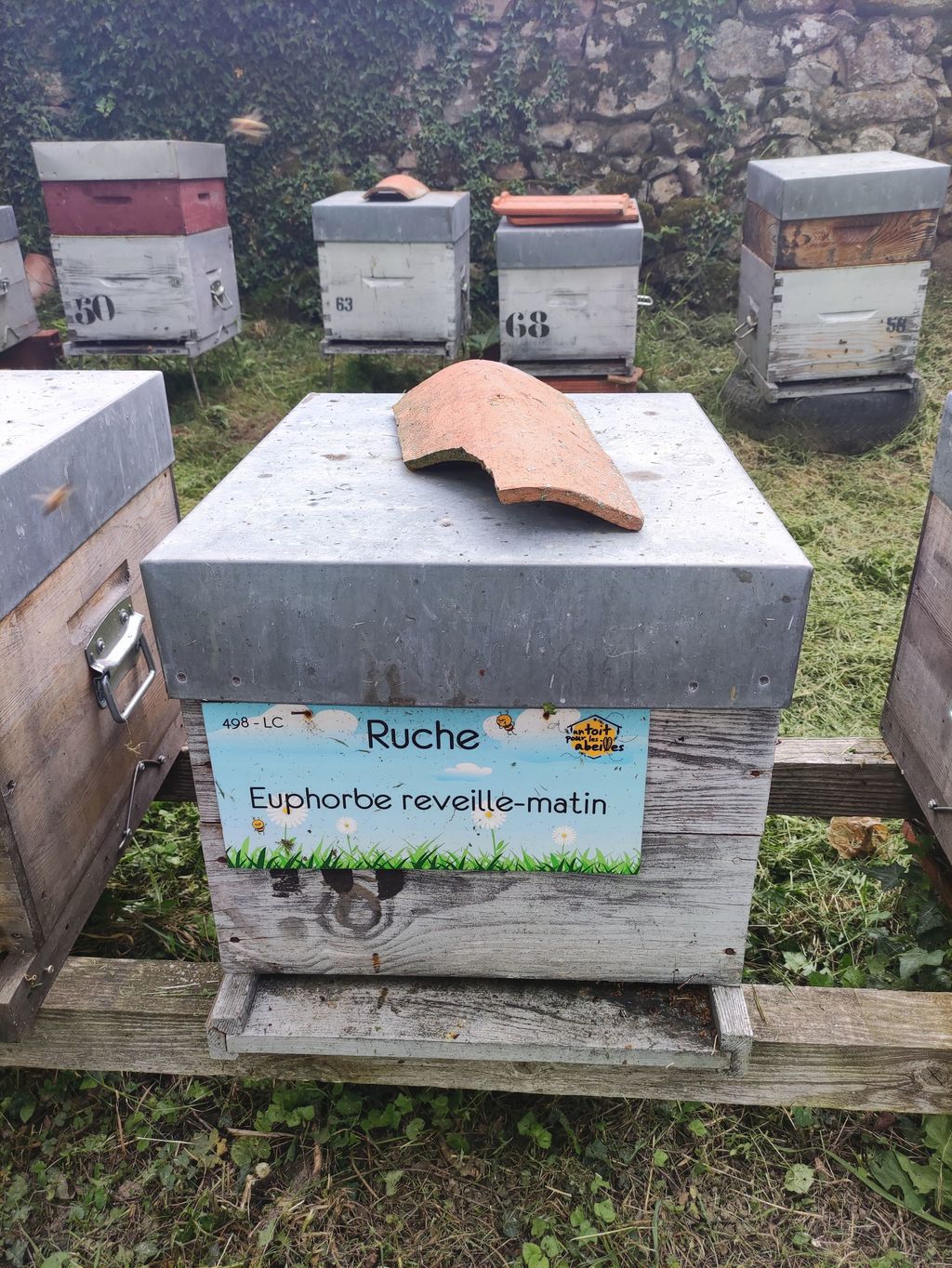 La ruche Euphorbe reveille-matin