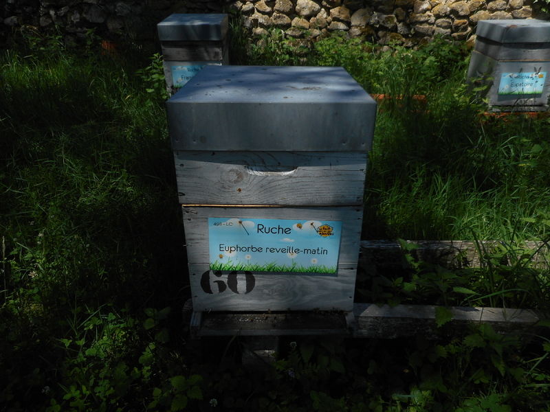 La ruche Euphorbe reveille-matin
