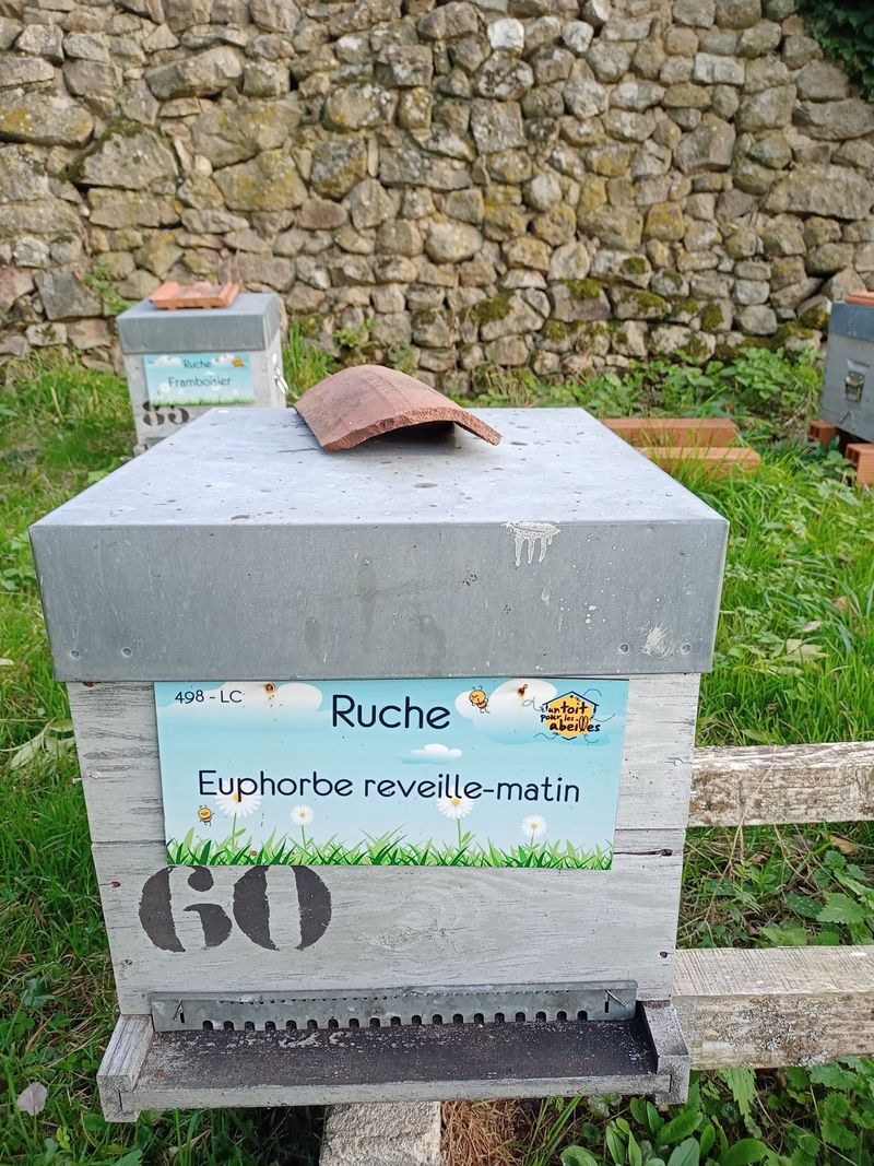 La ruche Euphorbe reveille-matin