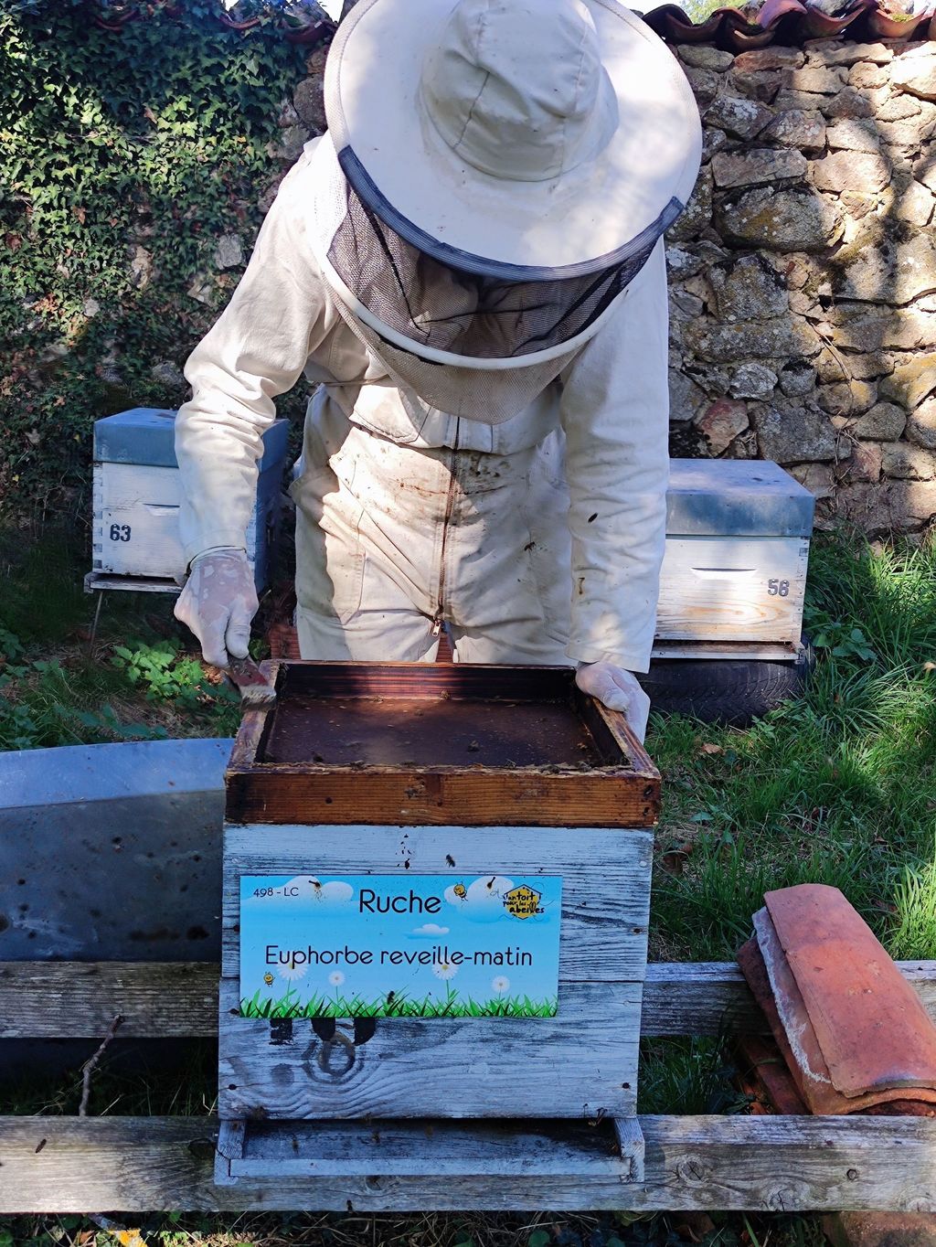 La ruche Euphorbe reveille-matin