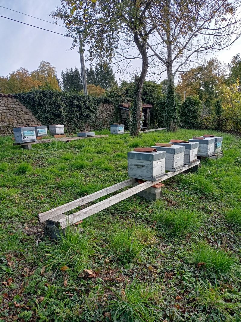 La ruche Euphorbe reveille-matin