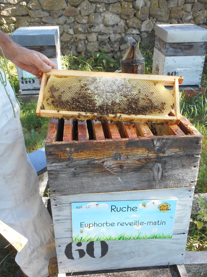 La ruche Euphorbe reveille-matin