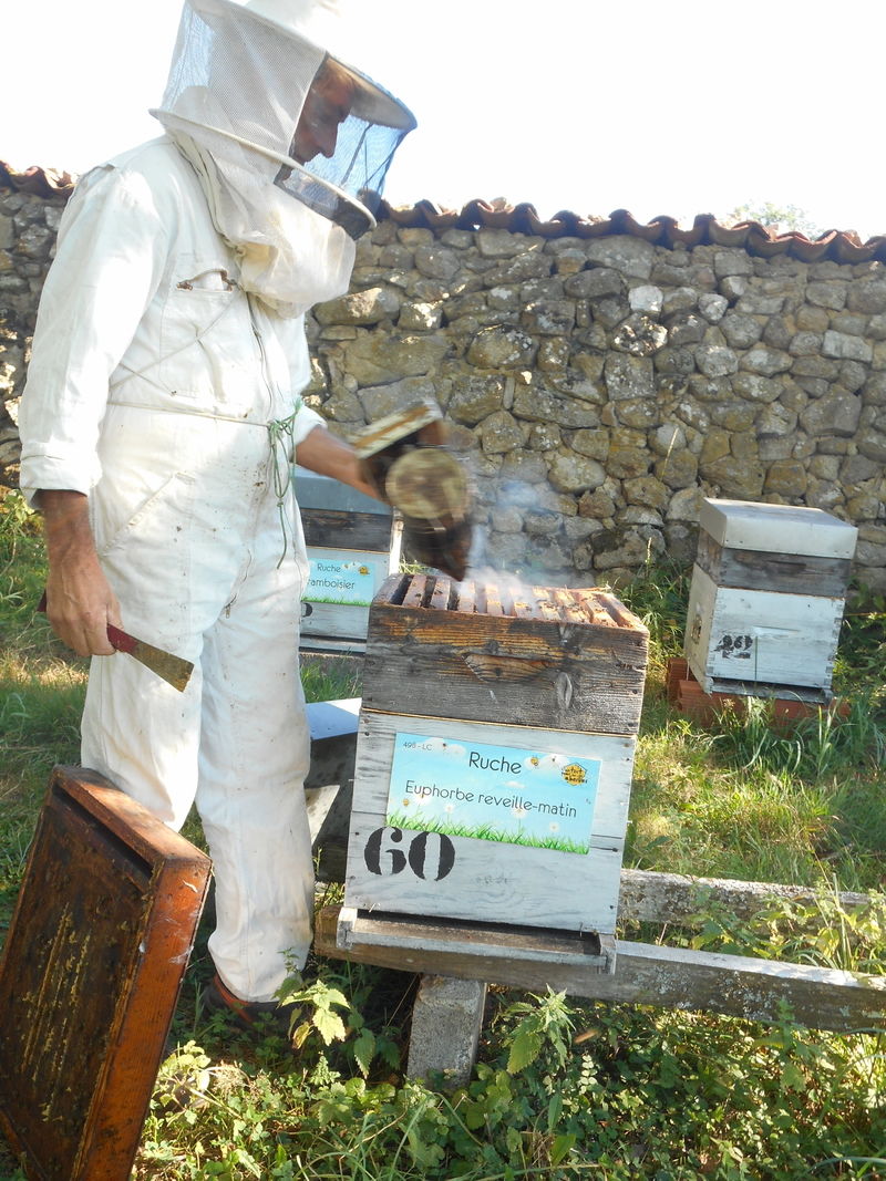 La ruche Euphorbe reveille-matin